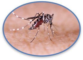 First invasive mosquitoes of 2025 found in South San Jose neighborhood